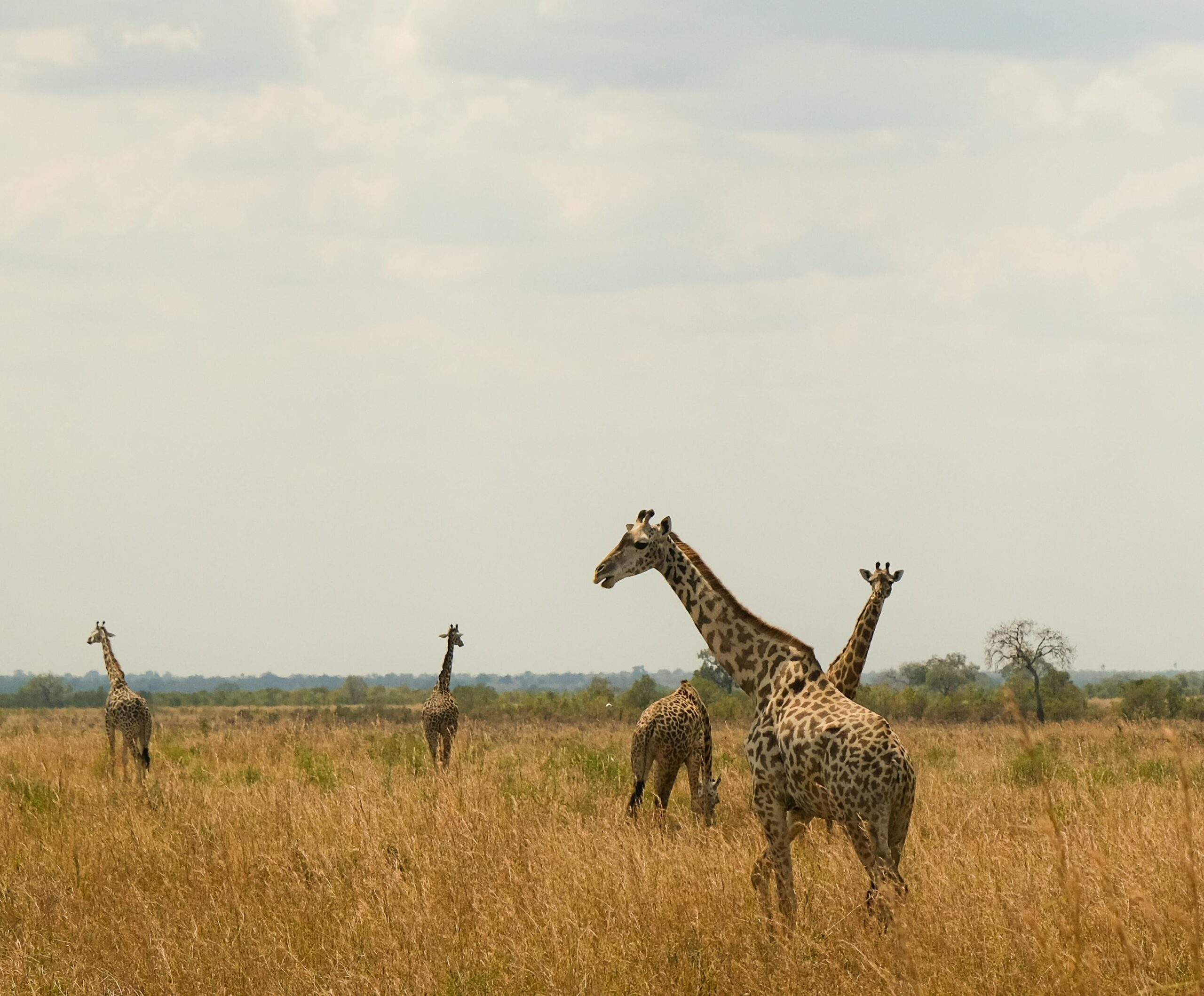 Majestic giraffes in Tanzania's Serengeti, showcasing African wildlife in an open savannah landscape.